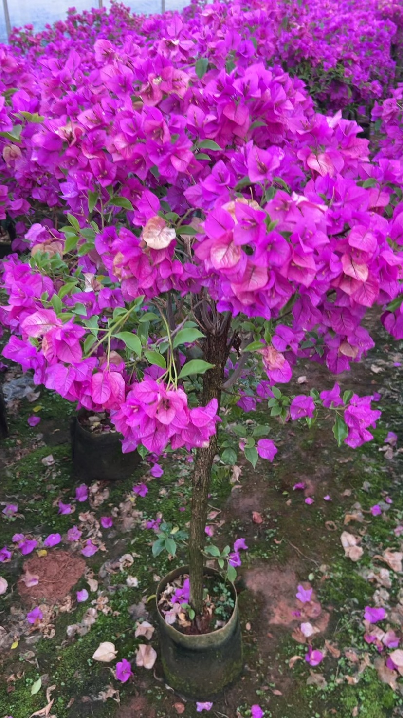 高度80厘米三角梅