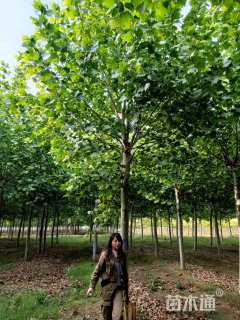 18公分速生法桐