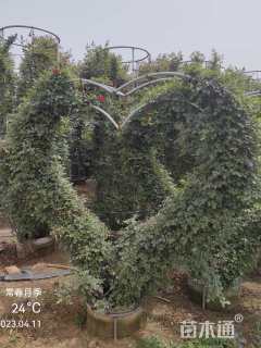 高度1.8厘米月季