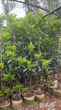 高度160厘米法国冬青