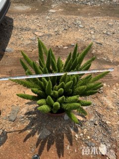 高度40厘米狐尾天门冬
