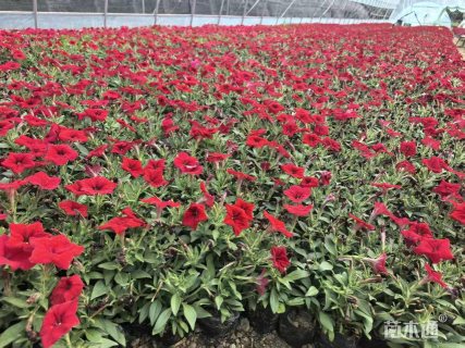 高度15厘米矮牵牛