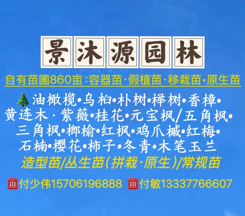 16公分桂花