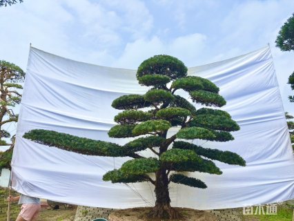 25公分罗汉松