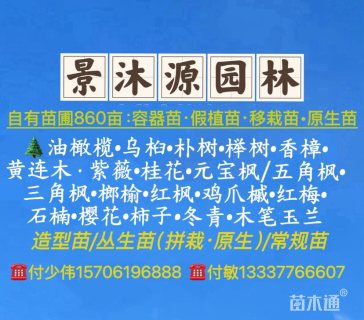 115公分乌桕
