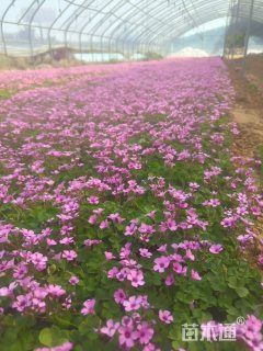 高度20厘米红花酢浆草