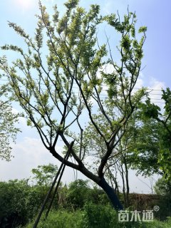 26公分朴树