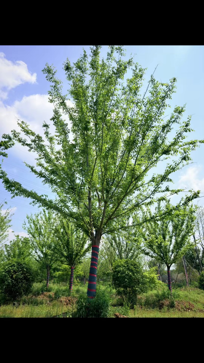 19公分榉树