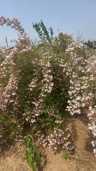 高度150厘米猥实