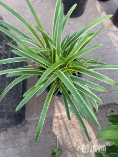高度20厘米金叶石菖蒲