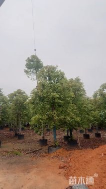 18公分蓝花楹