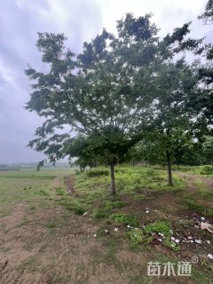 18公分榉树