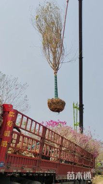 50公分蓝花楹