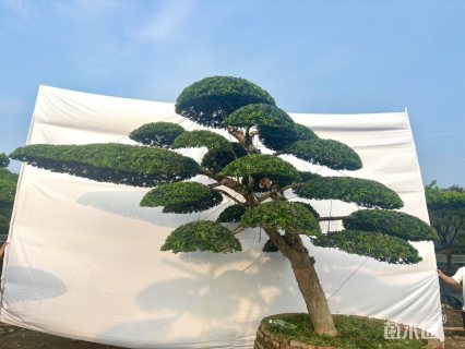 25公分罗汉松盆景