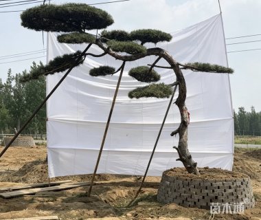 20公分造型松