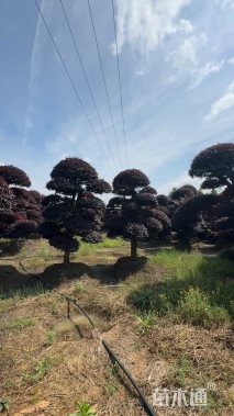 20公分造型红花继木桩