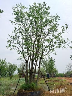 60公分(4杆)丛生乌桕
