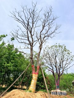 15公分乌桕