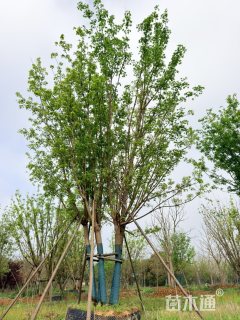 高度600厘米丛生五角枫
