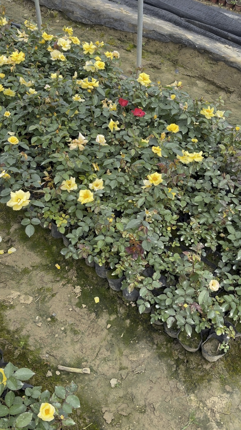高度30厘米月季小苗