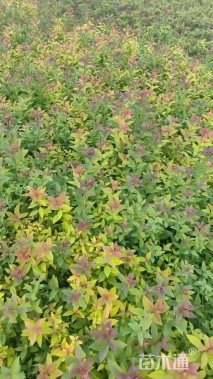 高度40厘米绣线菊
