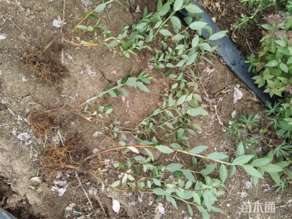 高度35厘米金焰绣线菊
