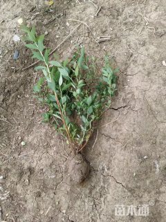 高度45厘米绣线菊