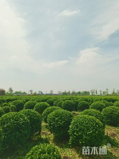 冠幅150厘米冬青球