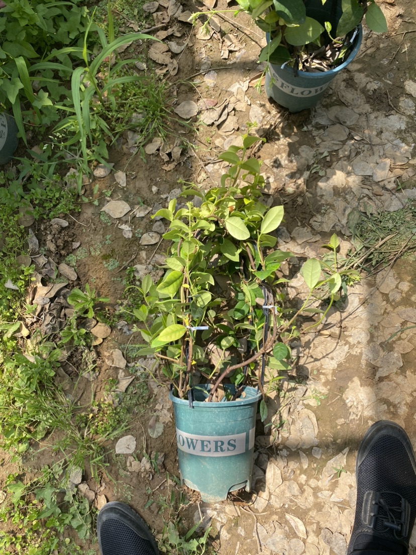 150厘米风车茉莉
