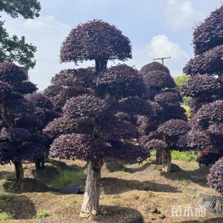 高度250厘米红花继木
