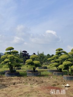 22公分造型亮晶女贞