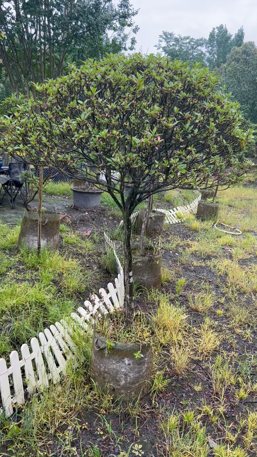 高度150厘米杜鹃