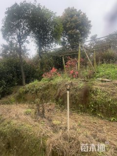 高度120厘米茶花