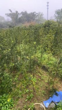1公分罗汉松