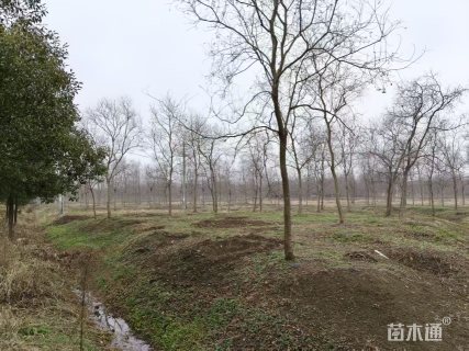 7公分乌桕