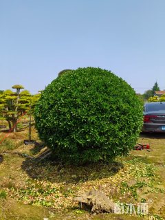 冠幅1.5厘米大叶黄杨球