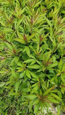 高度30厘米大麻叶泽兰