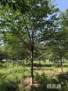 早樱