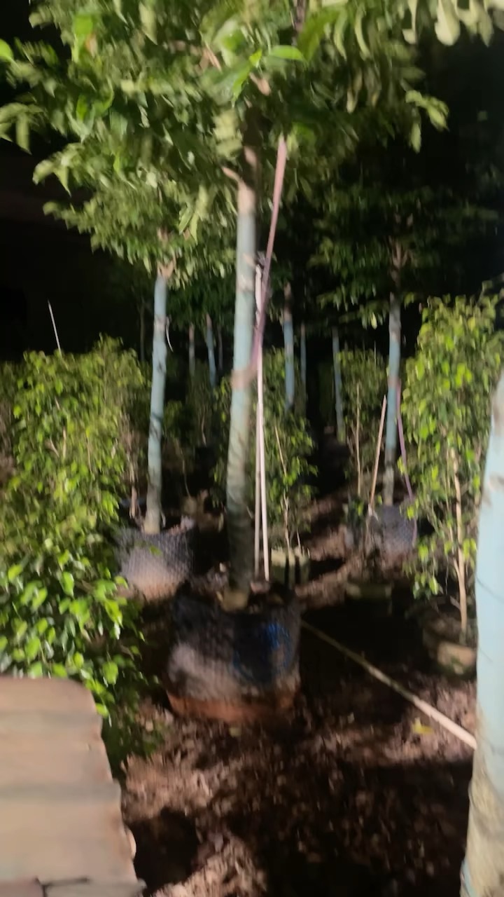 5公分乐昌含笑