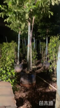 5公分乐昌含笑