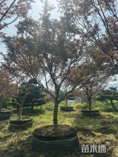15公分红枫