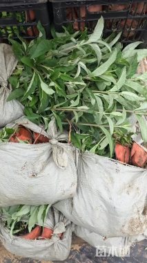 高度20厘米醉鱼草