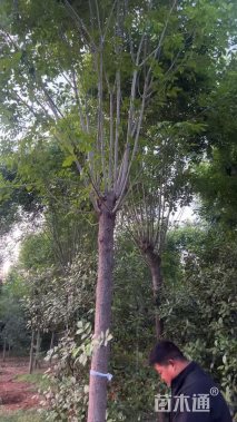 12公分白蜡