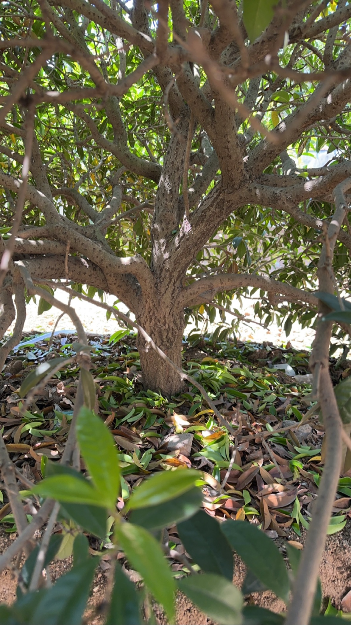 14公分桂花