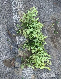 高度40厘米金森女贞