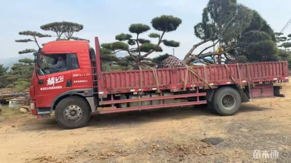 28公分造型黑松