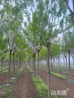 12公分白蜡