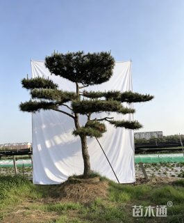 30公分造型油松