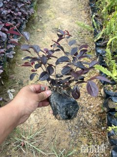 高度25厘米红花继木