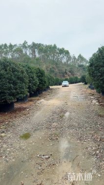 冠幅300厘米杨梅球